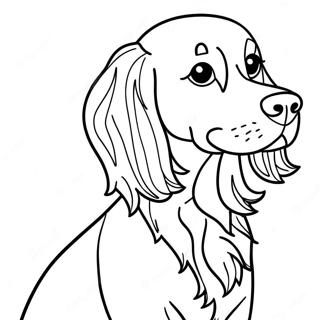 Sod Irsk Setter Hund Farvelaegningsside 10707-275