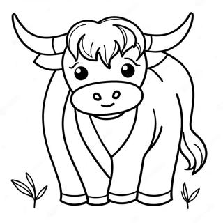 Højlandskvæg Farvesider