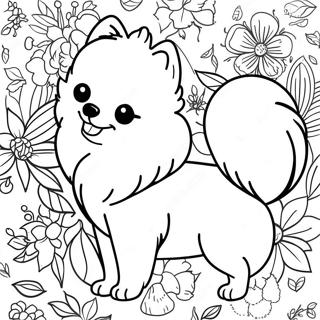 Pomeranian Farvelaegningsside 118573 53722
