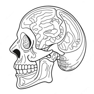 Anatomisk Farvelaegningsside 69119-15126