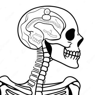 Menneskelig Skelet Anatomisk Farvelaegningsside 69120-15129