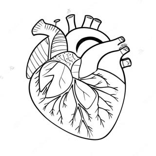 Farverig Hjerte Anatomisk Farvelaegningsside 69122 15137