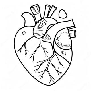 Farverig Hjerte Anatomisk Farvelaegningsside 69122 15138