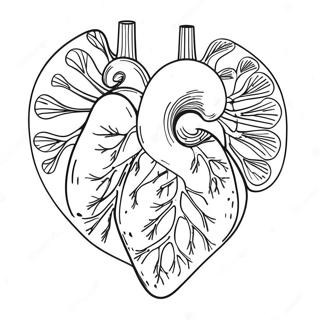 Farverig Hjerte Anatomisk Farvelaegningsside 69122 15139