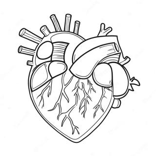 Farverig Hjerte Anatomisk Farvelaegningsside 69122 15140