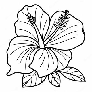 Hibiscus Blomst Farvelaegningsside 83393 24702