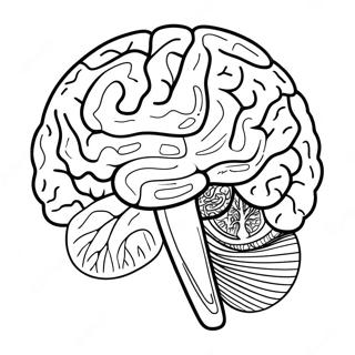 Farverig Hjerne Anatomi Farvelaegningsside 94308 33529