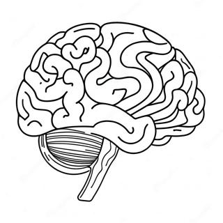 Farverig Hjerne Anatomi Farvelaegningsside 94308 33530